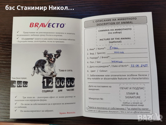 Женско екзотично персийско коте на 4 месеца., снимка 11 - Персийска - 52881164
