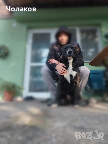 Presa argentino , снимка 2 - Дого аржентино - 50600443