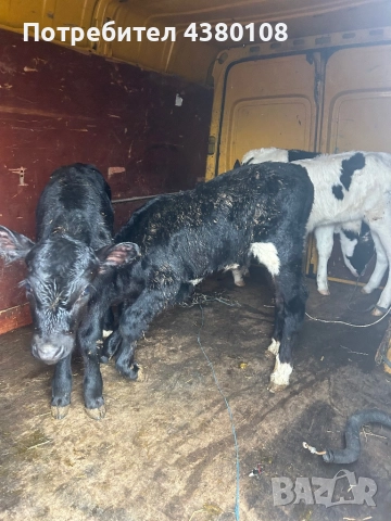 Мъжки и женски сукали по на 15дни, снимка 2 - Крави - 52981684