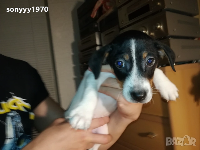 ЖЕНСКО КУТРЕ ДЖАК РЪСЕЛ 1310250645, снимка 5 - Джак ръсел териер - 52032852