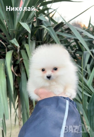 Померан мини момче със втора ваксина, снимка 5 - Померан - 52930855