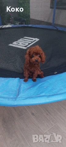 пудел Тийкъп/Той пудел за разплод , снимка 7 - Пудели - 51018130