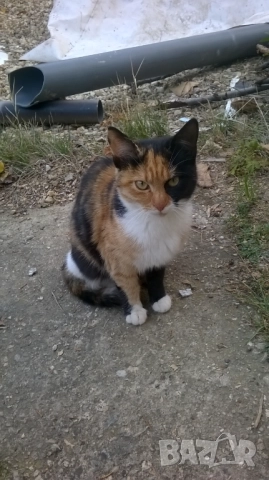 коте, снимка 3 - Други - 52188678