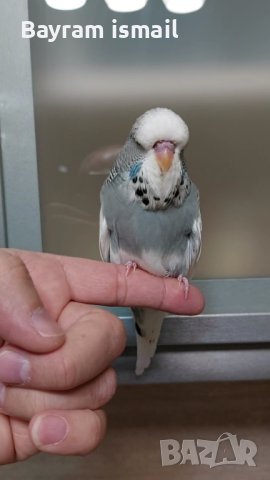 Ръчно хранен социален изложбен вълнист папагал   ръчно хранени, снимка 8 - Папагали - 42675098