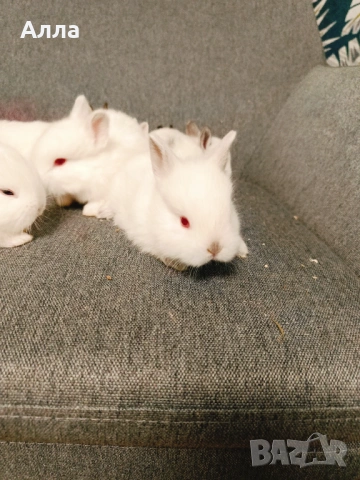 Голландско джуджета , снимка 3 - Декоративни зайчета - 53435254