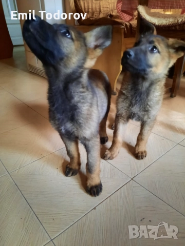 Немска овчарка -сивак, снимка 2 - Немска овчарка - 52423343