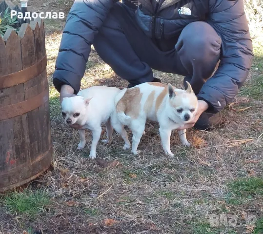Мъжки чихуахуа за разплод, мъжко куче търси женска