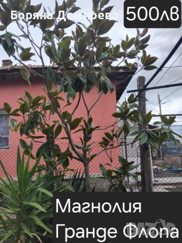 Моите цветя, снимка 6 - Градински цветя и растения - 52213640