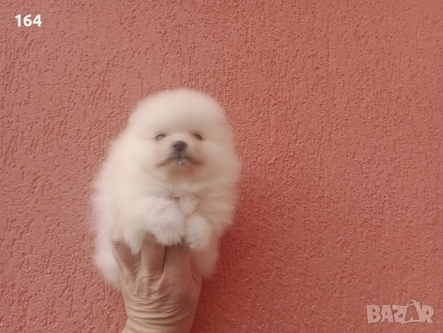 Момчета и момичета. Померани., снимка 5 - Померан - 53485725