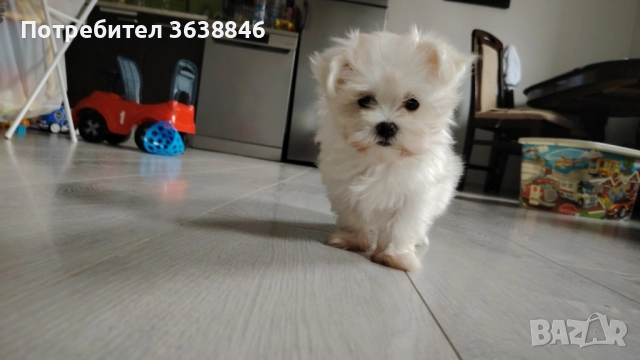 Мини малтийска болонка, снимка 4 - Болонка - 51704358