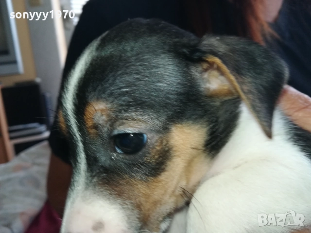 МЪЖКАР-ДЖАК РЪСЕЛ-ПОСЛЕДНА БРОЙКА!!! 2909251715, снимка 13 - Джак ръсел териер - 51880586