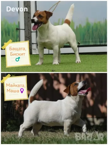 Джак Ръсел Териер, родословие, снимка 13 - Джак ръсел териер - 41122946