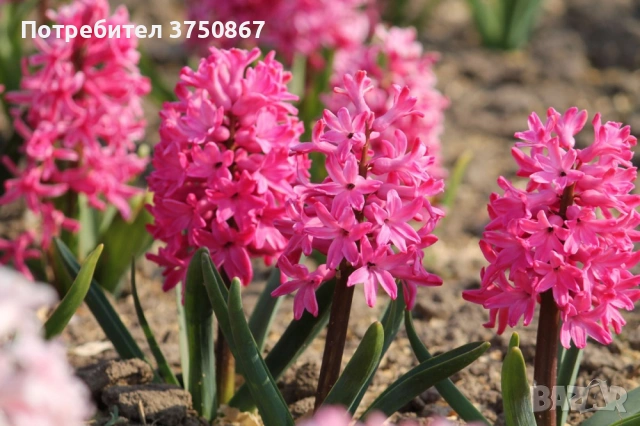🌸🌿💞 Зюмбюл в саксия (Hyacinthus), снимка 17 - Градински цветя и растения - 53385103