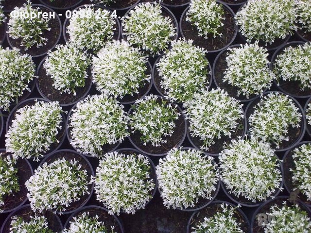 Разсад Флокс 6 цвята-Бял,лилав,розов,,шарен,виолет и цикламен Цена за 1бр 5лв, снимка 4 - Разсади - 37605672