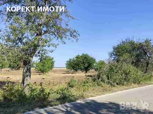 ПРОДАВА ОРЕХОВА ГРАДИНА в село Тодор Икономово, снимка 2 - Земеделска земя - 51688443