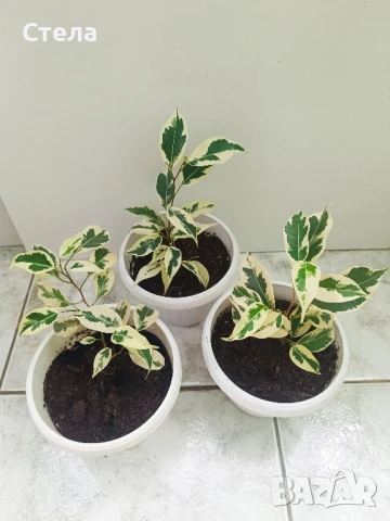 Сциндапсус, Бенджамин и други цветя , снимка 2 - Стайни растения - 45108051