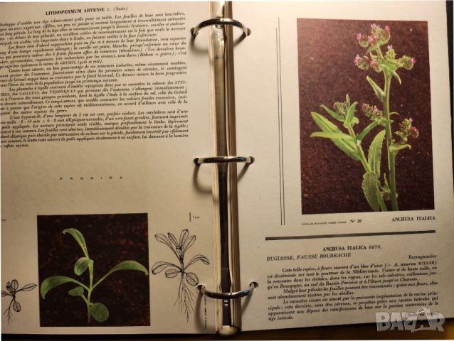  Атлас на плевелите (градинските) - Atlas des Mauvaises herbes ,на френски, рядък, мин.тираж, цветен, снимка 5 - Енциклопедии, справочници - 43792122