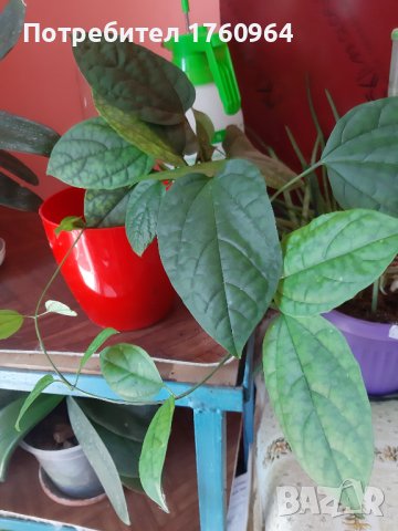 Клеродендрон Томпсън  или дървото на съдбата, снимка 3 - Стайни растения - 36848784