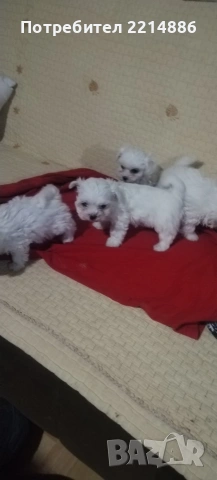 Малтийска болонка , снимка 7 - Болонка - 36473959