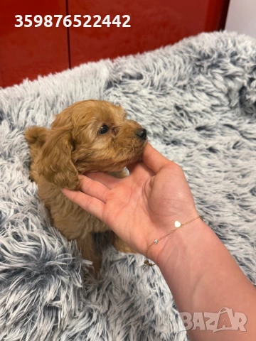 Кока-пу , снимка 4 - Кокер шпаньол - 53603946