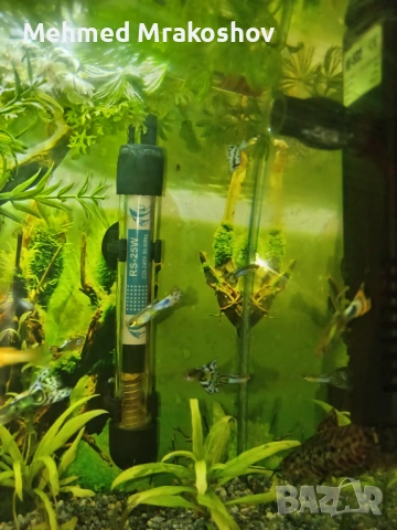 Свободни мъжки гупи 