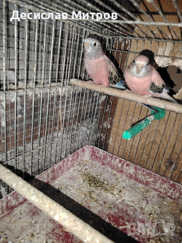 Буркови неофеми, снимка 2 - Папагали - 52642780