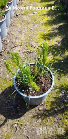 Клек - Pinus mugo pumilio, снимка 6 - Градински цветя и растения - 49489919