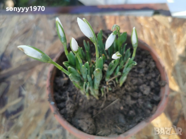 ЕКО КОКИЧЕ-ДОМАШНО 3001261607, снимка 2 - Градински цветя и растения - 53285139