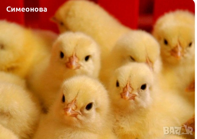 Еднодневни бройлери, снимка 2 - Кокошки и пуйки - 50836227