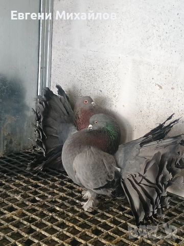 Фенерлии , снимка 14 - Гълъби - 53045490