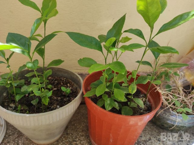 Разсад лимончета на 1,2,3,4,5 години по избор, снимка 5 - Градински цветя и растения - 37117894