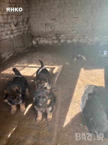 Продавам, снимка 5 - Немска овчарка - 53601757