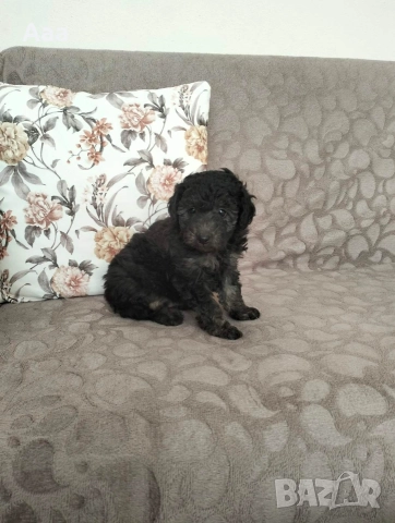 пудел той сребърен , снимка 2 - Пудели - 52906941