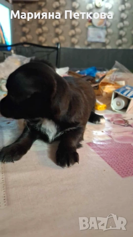 Пинчери, снимка 2 - Пинчер - 53342289