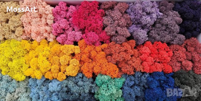 Скандинавски мъх 6лв. за 100г., снимка 2 - Декорация за дома - 36227320