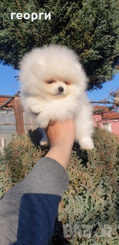 Померан померанче, снимка 3 - Померан - 32458161