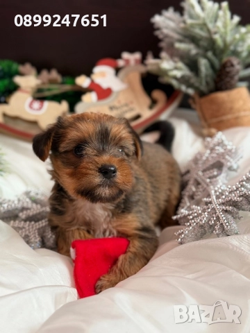 Йоркширски териер 