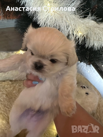 Чистокръвни Кралски пекинези, снимка 3 - Пекинез - 52749183