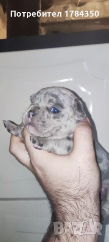 Френски Булдог Мерле