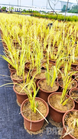 Акорус, Acorus Gramineus Ogon!!!, снимка 9 - Градински цветя и растения - 49964248