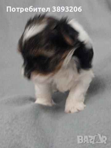 йоркширски териер-бивер, снимка 5 - Йоркширски териер - 52805289