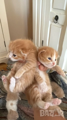 Домашни Полу-Ангорски Котенца + Доставка 60лв, снимка 6 - Ангорски - 40695376