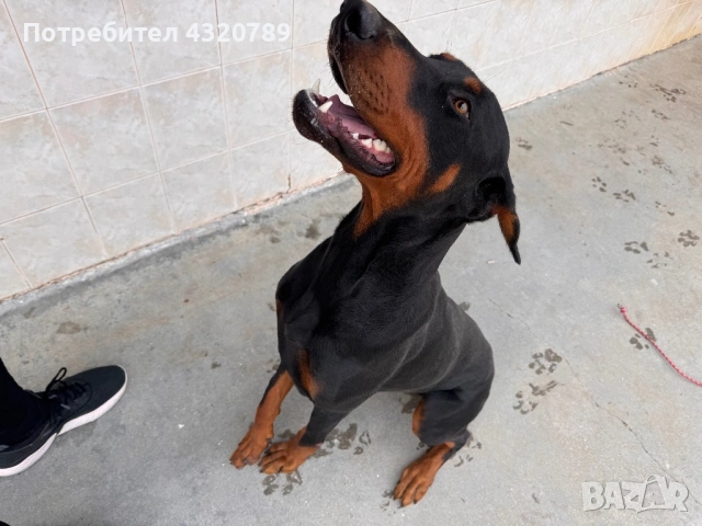 Доберман, снимка 2 - Доберман - 53012568