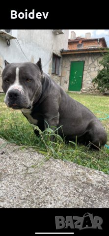 Американско були ХL ABKC си търси приятелка, снимка 6 - Други - 38081612