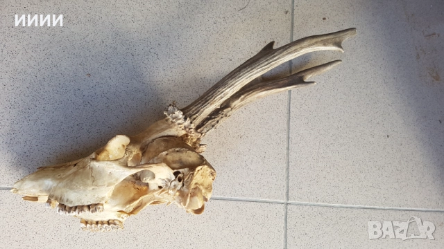 Ловен трофей Сръндак , снимка 2 - Антикварни и старинни предмети - 51850400