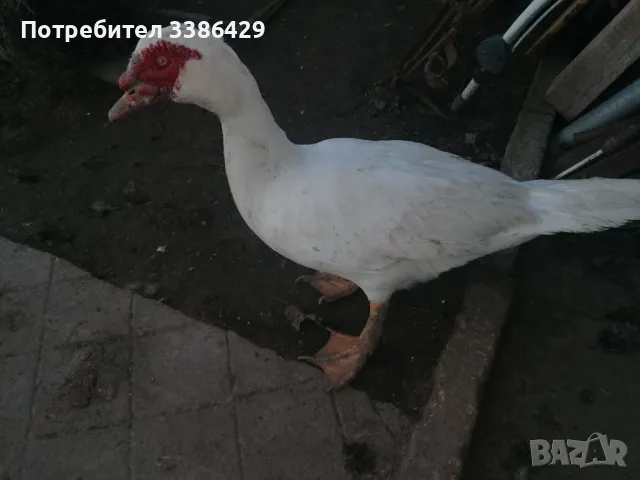 Пуйки, неми патици,  токачки, снимка 5 - Патици и гъски - 48423171