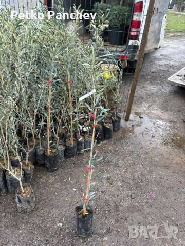 Маслина, снимка 2 - Градински цветя и растения - 50536289