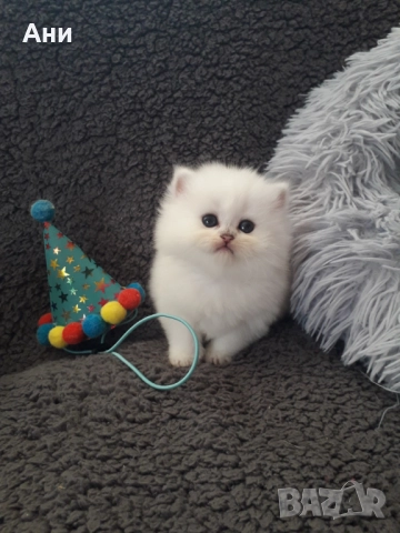 МНОГО, МНОГО КРАСИВИ КОТЕНЦА МЕЧТА , снимка 6 - Персийска - 52584785