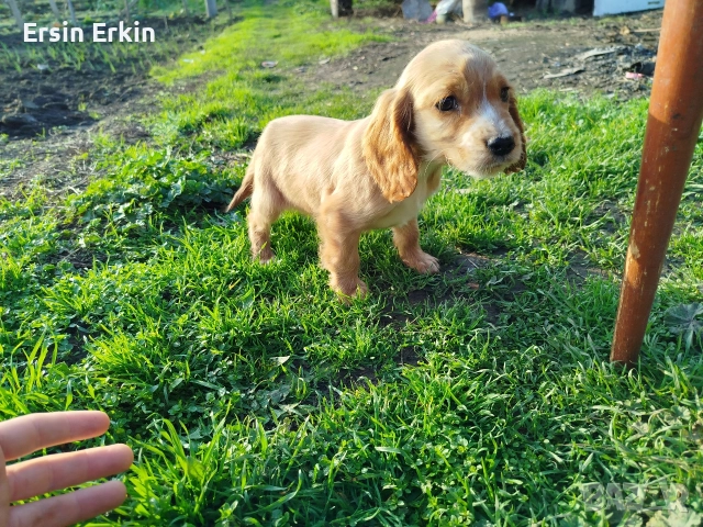 кокер шпаньол , снимка 2 - Кокер шпаньол - 52793522