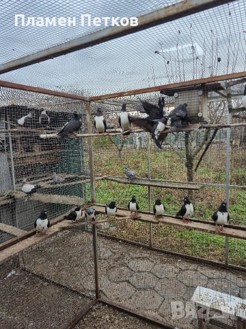 Унгарска калугерка (лястовица), снимка 2 - Гълъби - 53062566